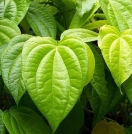 Betel Leaf Essential Oils 4